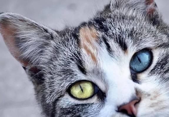 揭秘猫咪异瞳和听力问题的真相