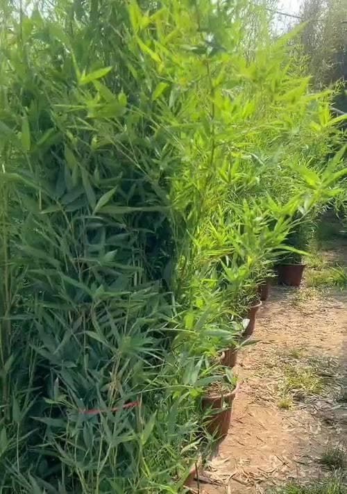 盆栽竹根种植技巧是什么？如何保持健康生长？