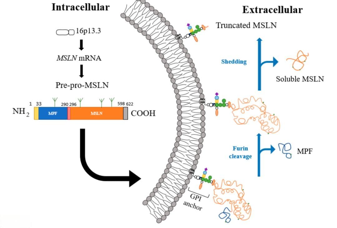 Cancers：癌症治疗靶点——间皮素（Mesothelin）
