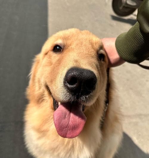 金毛犬的血统与特征（探索金毛犬的家族背景及其遗传特点）
