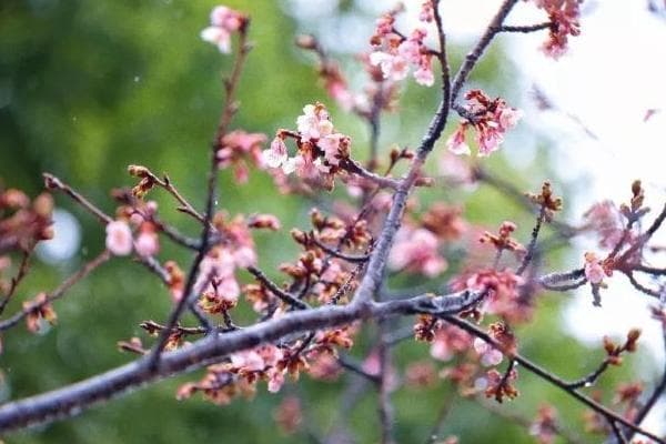 上海顾村公园赏樱全攻略：最佳观赏时间、区域及交通指南