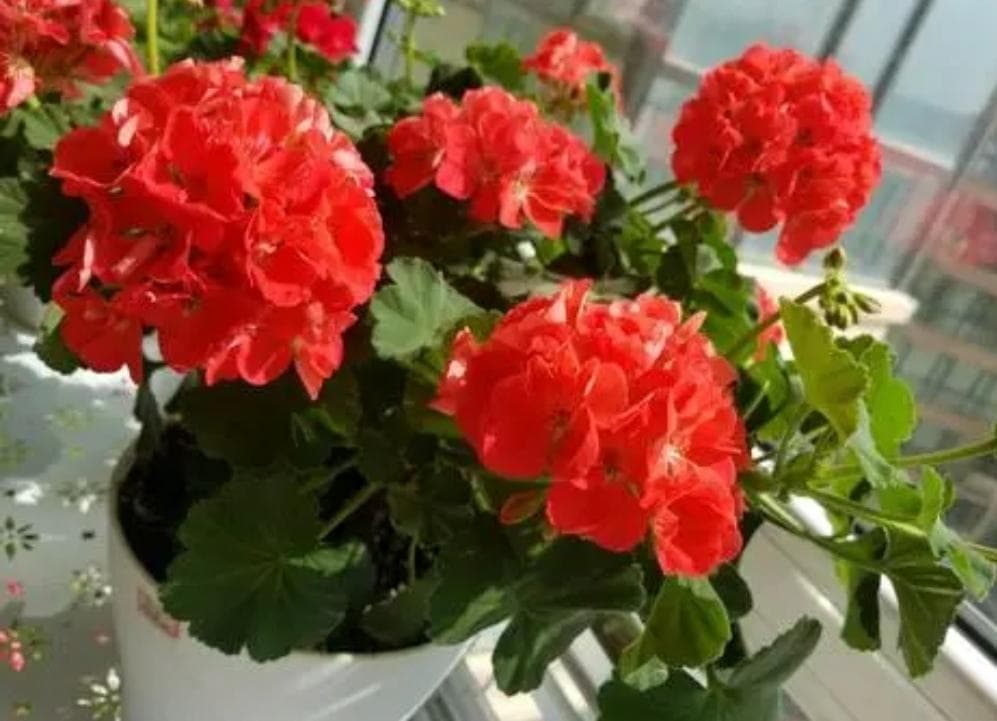 很好养活的花有哪些（选8种好养的花，粗放管理也能长好）
