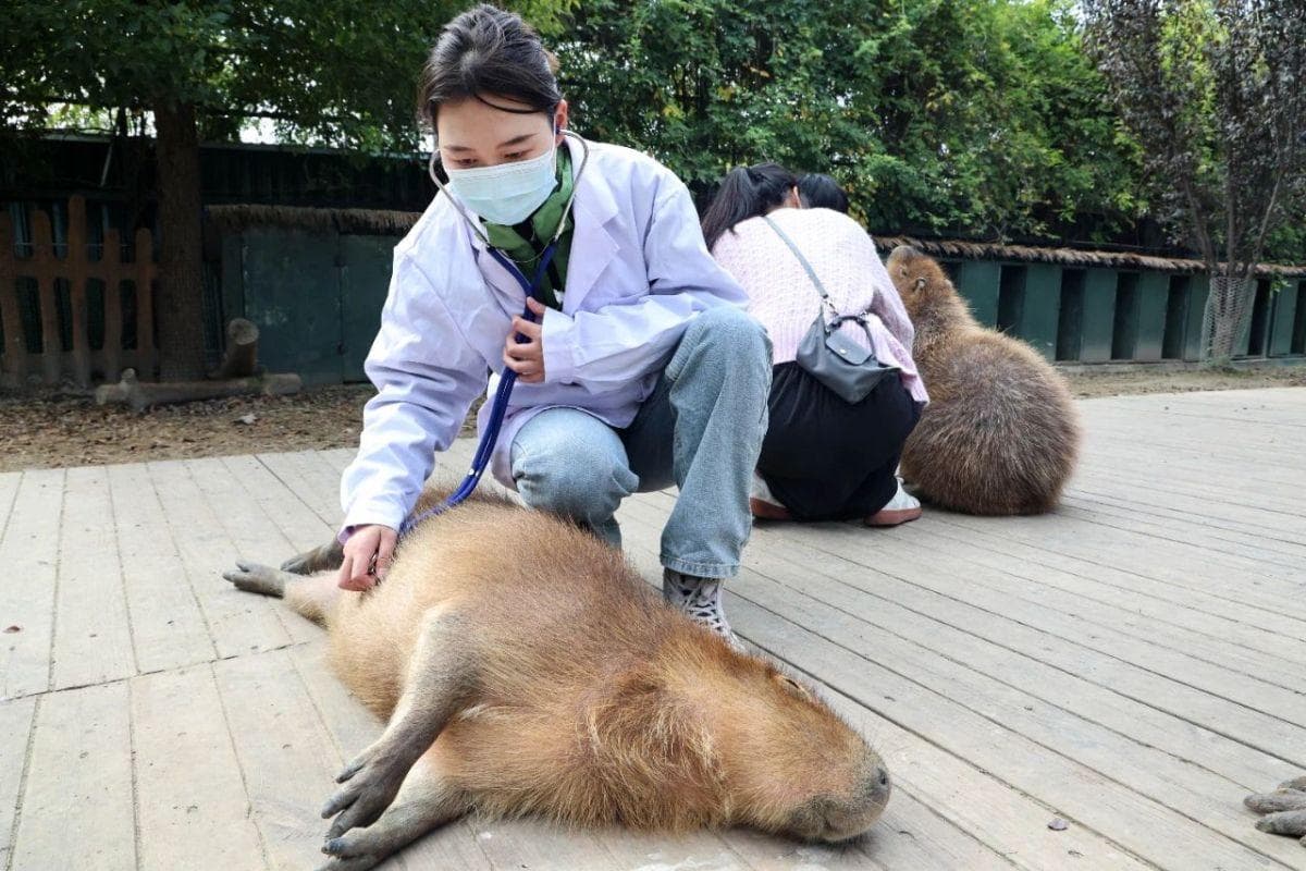 天津动物园猩猩水豚混养引争议，专家质疑动物福利