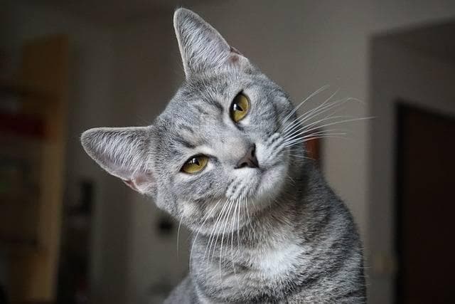 养猫必看！猫藓的防治全攻略
