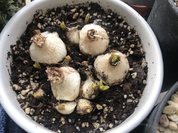 葡萄风信子种球什么季节种 生长温度是多少