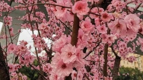 桃花泡水喝的功效