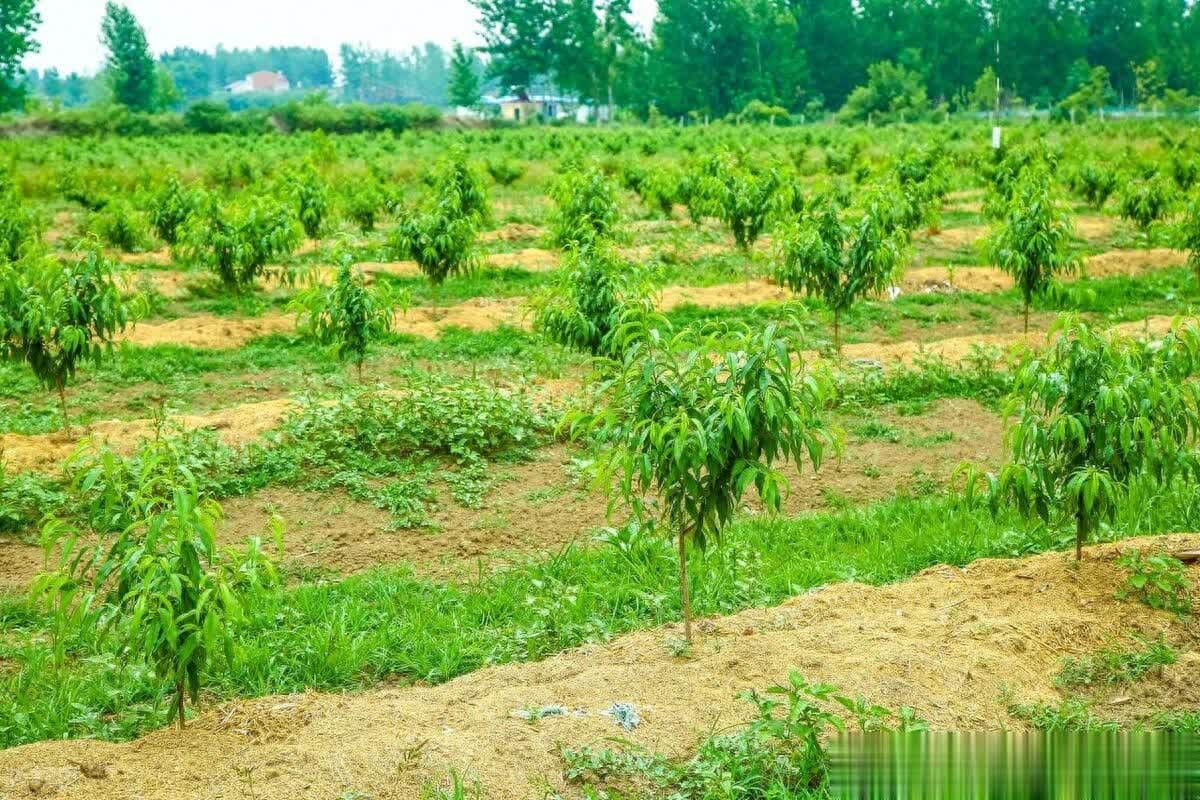 揭秘！桃树高产栽培的秘密和防虫技巧！
