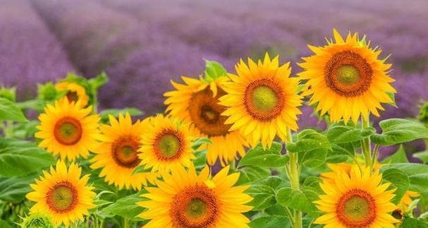 向日葵花期与结果期探究（了解向日葵生长周期，享受美好阳光）