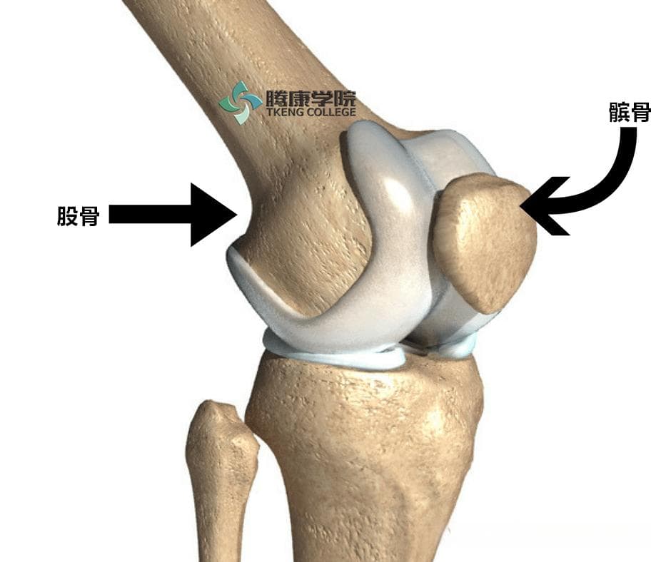 人体解剖学基础 | 膝关节