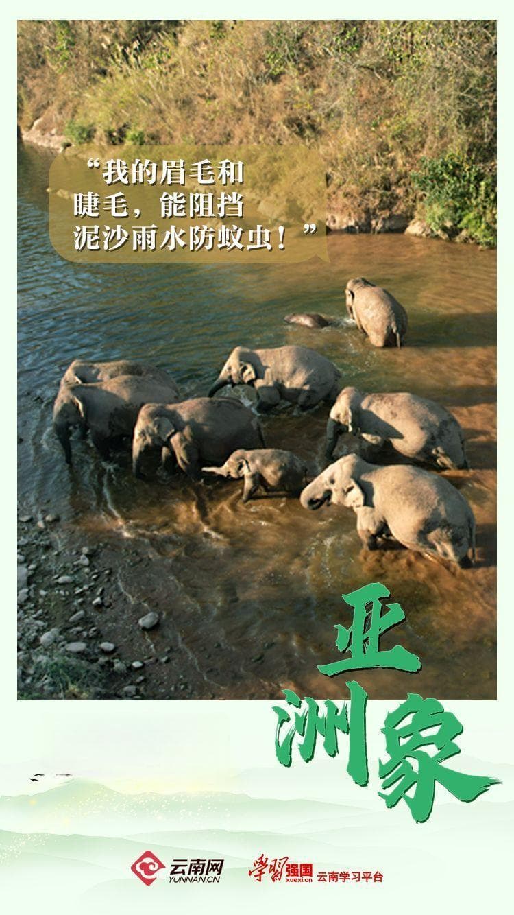 生态云南 | 它们，个个都有“超能力”……