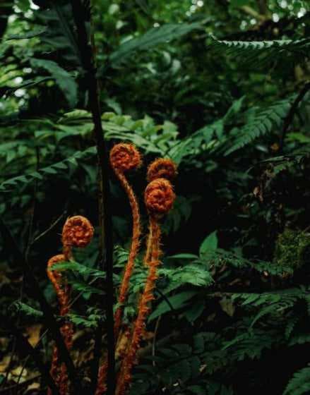 蕨类植物怎么提高湿度？详解蕨类植物的养殖方法与湿度管理技巧