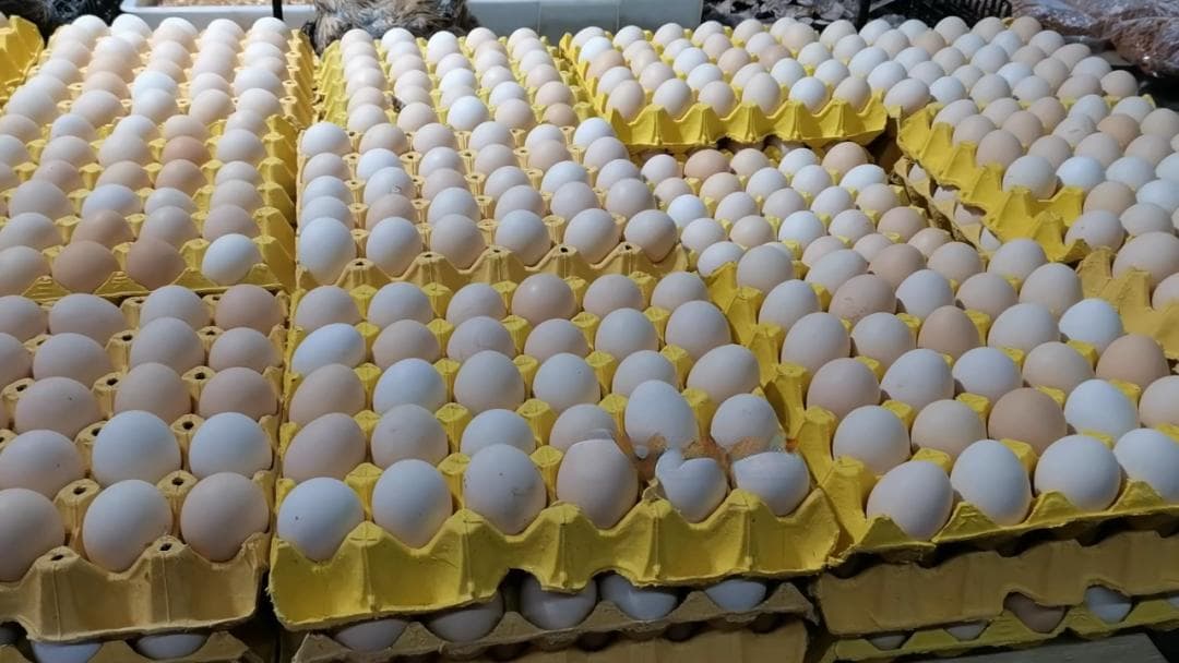白壳鸡蛋和红壳鸡蛋哪个好？专家解析鸡蛋选购指南