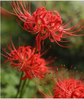 花语是涅盘重生的花有哪些？