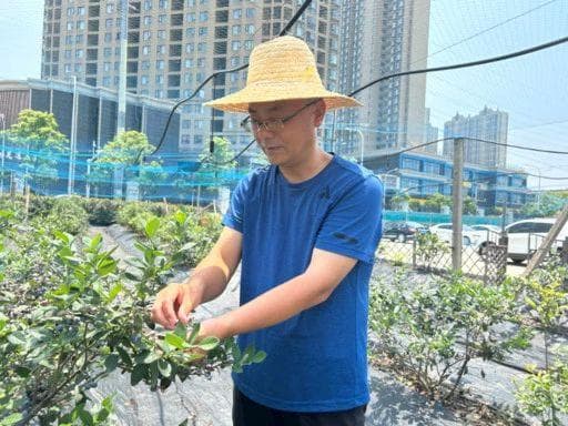 着急上火！科学家摆摊卖蓝莓