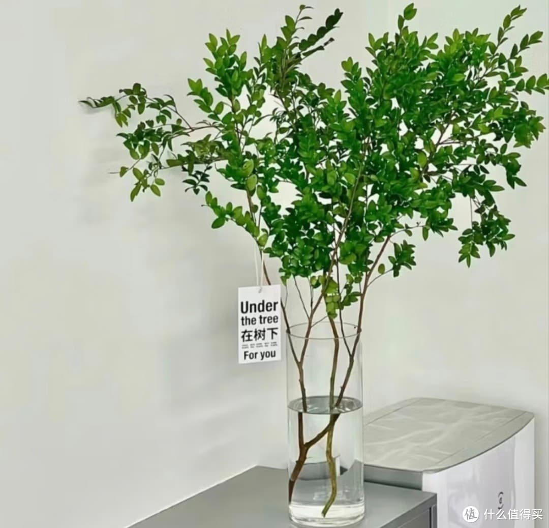 阳台客厅的绿植搭配