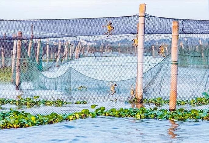 多地大闸蟹抢“鲜”上市，但想吃阳澄湖大闸蟹要等中秋后了