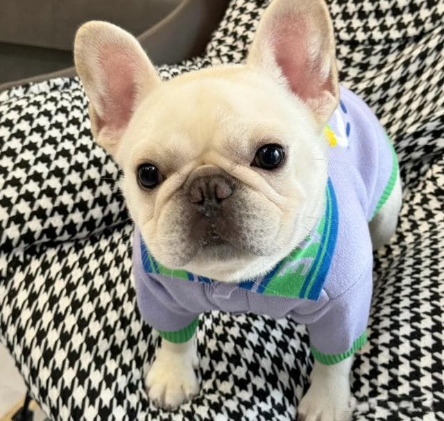 养狗指南之法国斗牛犬：理想的家庭伙伴