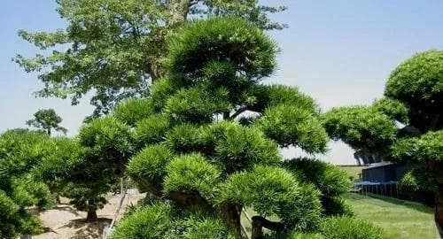 院子里可以种松树吗？（松树种植技巧、松树的优劣势）