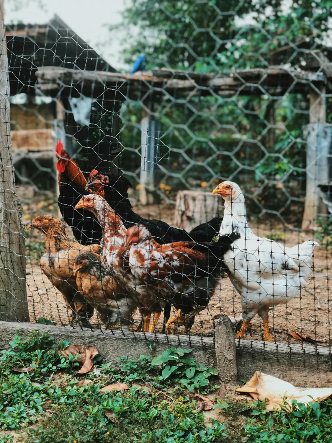 H5N1禽流感变异：突破物种界限的新威胁