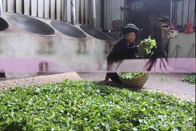 什么茶可以减脂,加快代谢？哪些茶能加速代谢速度