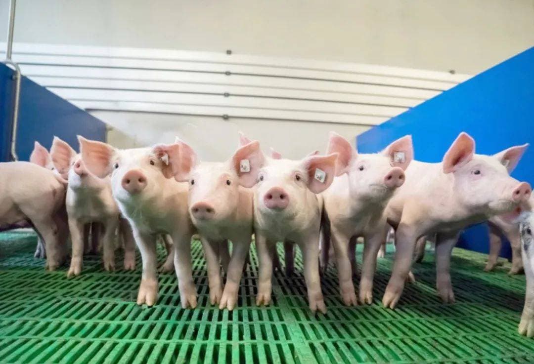 春季养猪需警惕寄生虫危害：防控要点与管理策略