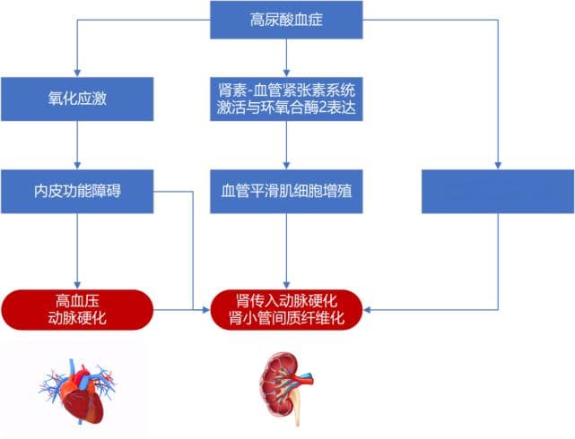 高分综述：“高尿酸血症”的危害，远比想象的多！