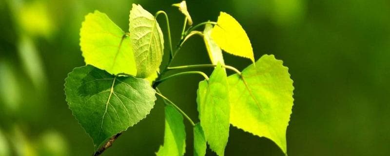 杨树施肥方法（杨树施肥最佳时间）