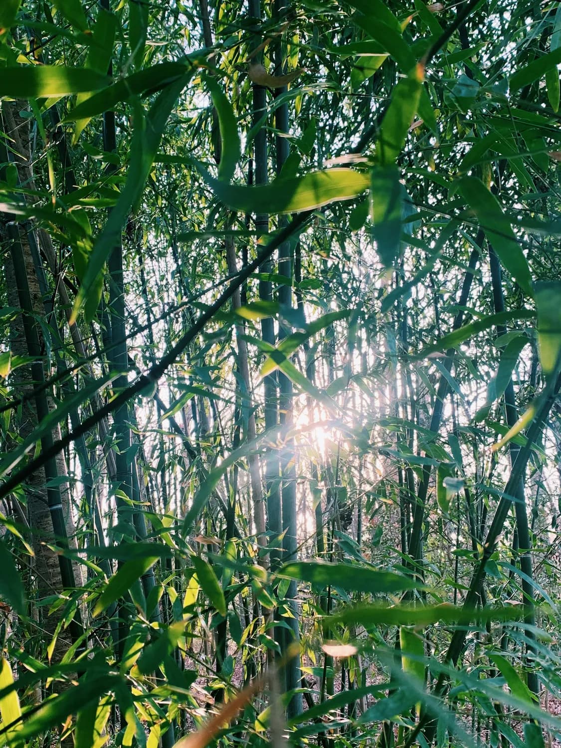 竹茹养生新潮流：清热化痰，凉血安胎