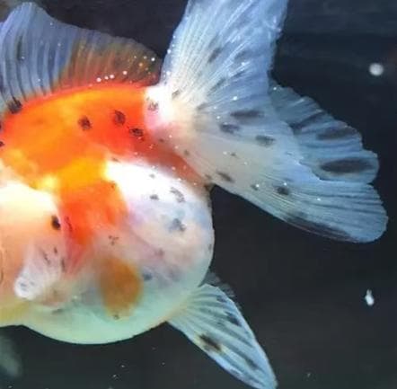 高致死寄生虫病——白点病