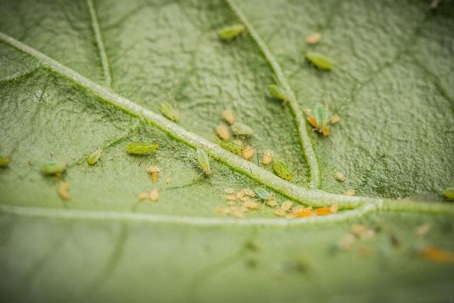 豆角虫害防治：一个简单有效的天然杀虫方法