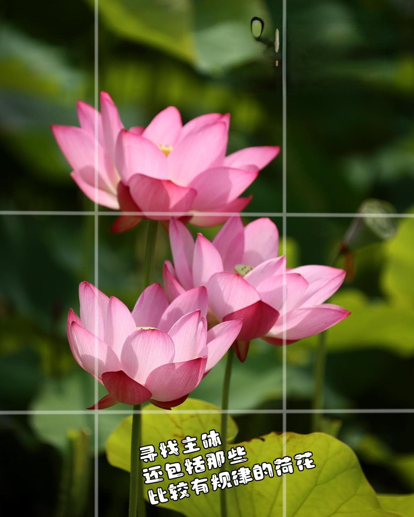 10个技巧拍出高级感：荷花摄影完全指南
