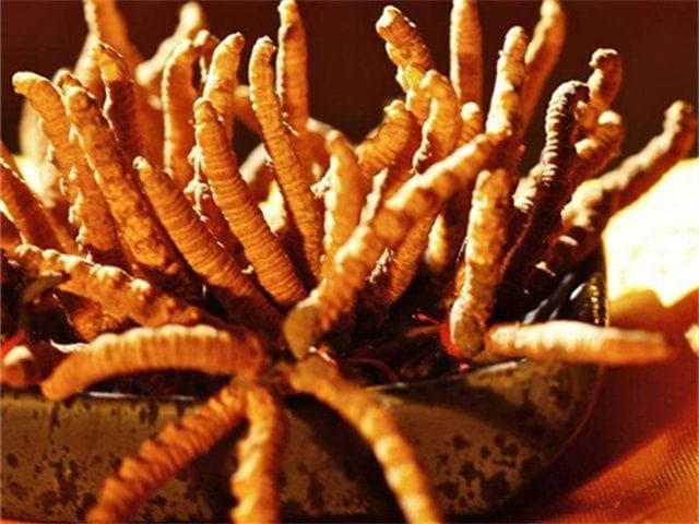 冬虫夏草饮片炮制工艺：步骤、要点与品质控制
