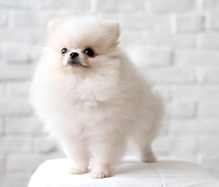 新手养比熊犬的必备攻略！新手养比熊犬注意事项有哪些？
