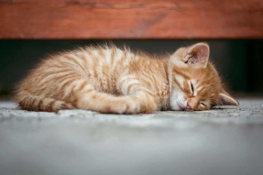 猫应激反应后果有多严重？