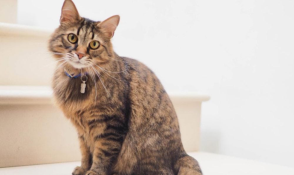 猫零食饼干哪个牌子好？汪星人饼干奶酪宠物零食价格全解析