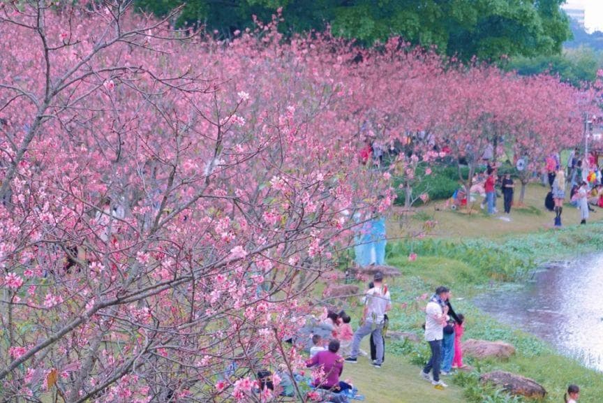 2025广州樱花观赏地点汇总（花期+地址+交通）