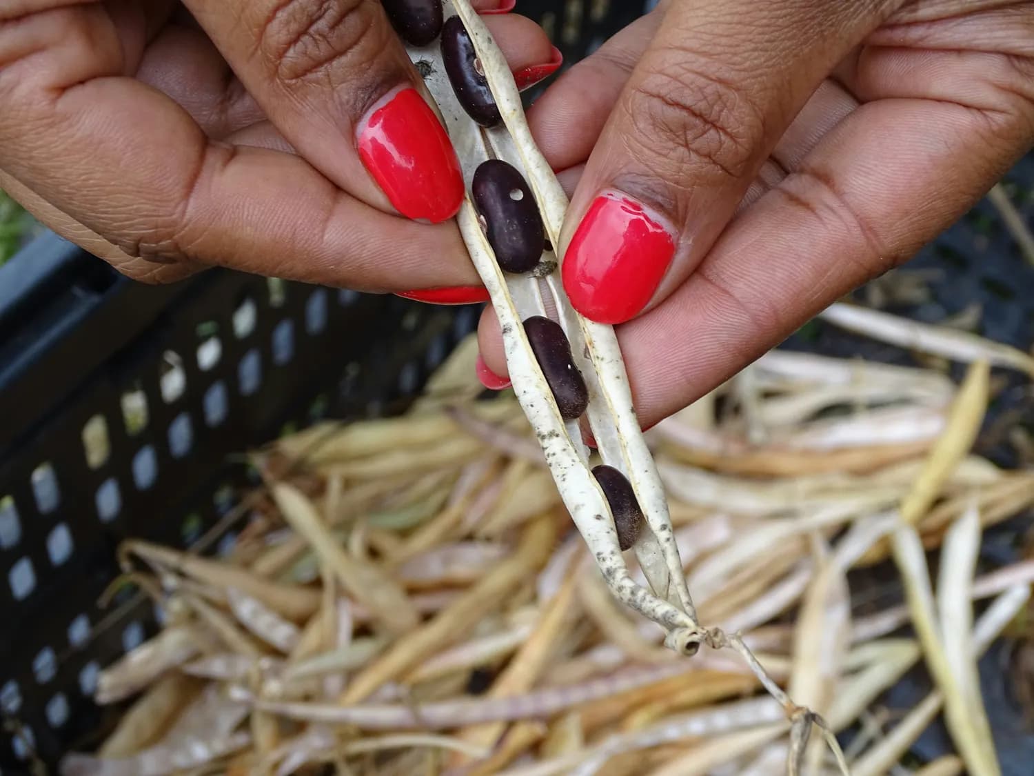 香草荚：人工授粉的热带珍品，兼具美食与保健双重价值