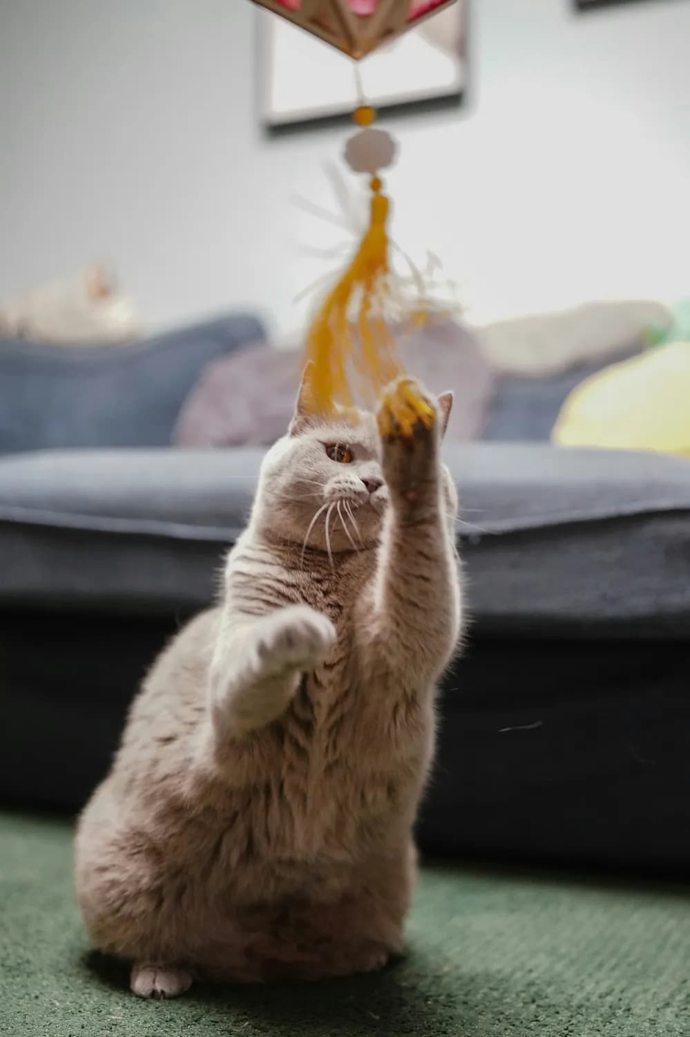 逗猫棒新玩法：让小猫咪嗨翻天！