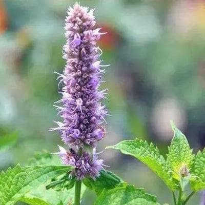 广藿香：从形态特征到药用价值的全面解析