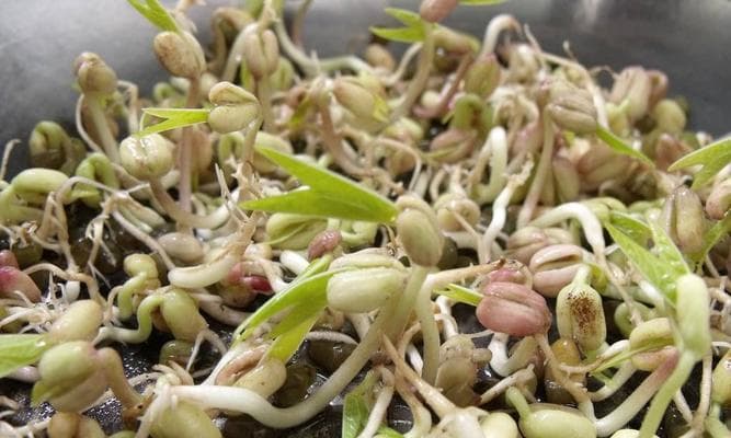 豆芽能否放冰箱（冰箱存储对豆芽的影响及保存技巧）