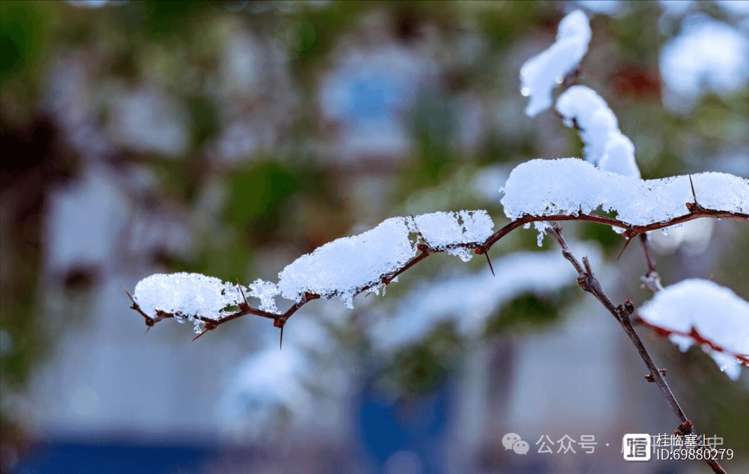 韩愈《春雪》：一首充满调皮的春日诗篇