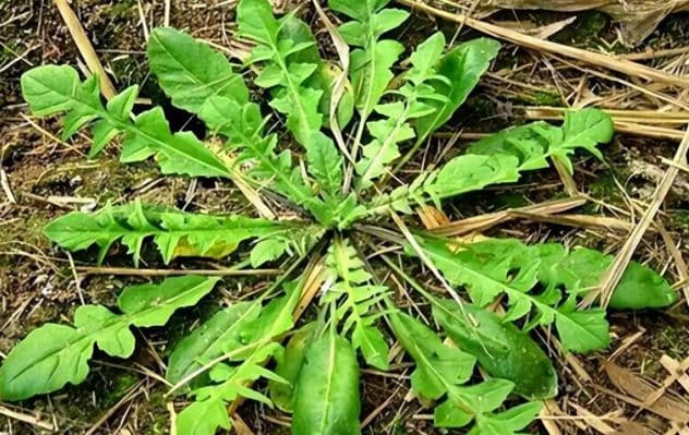 这种常见野菜竟是“天然降压药”，很多人当杂草扔掉