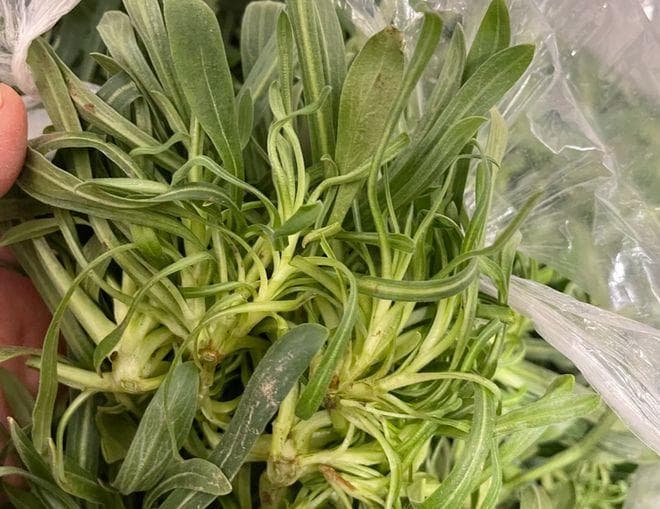 这野草酷似面条，俗称“面条菜”，春天的野菜之王，遇到别错过！
