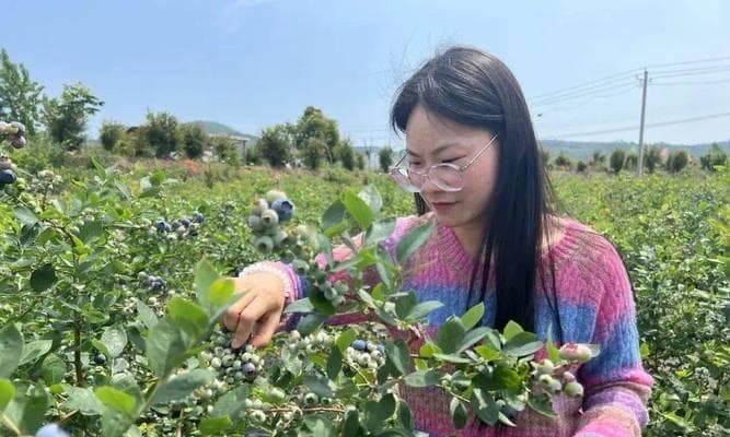 蓝莓采摘时间和收获季节的全面解读（掌握蓝莓成熟周期，轻松采摘甜美果实）