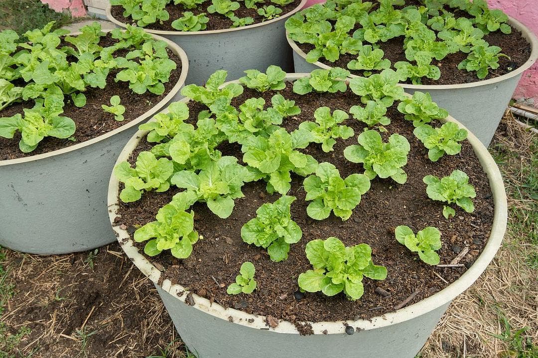 意大利生菜种植技术：从选种到收获的全程指南