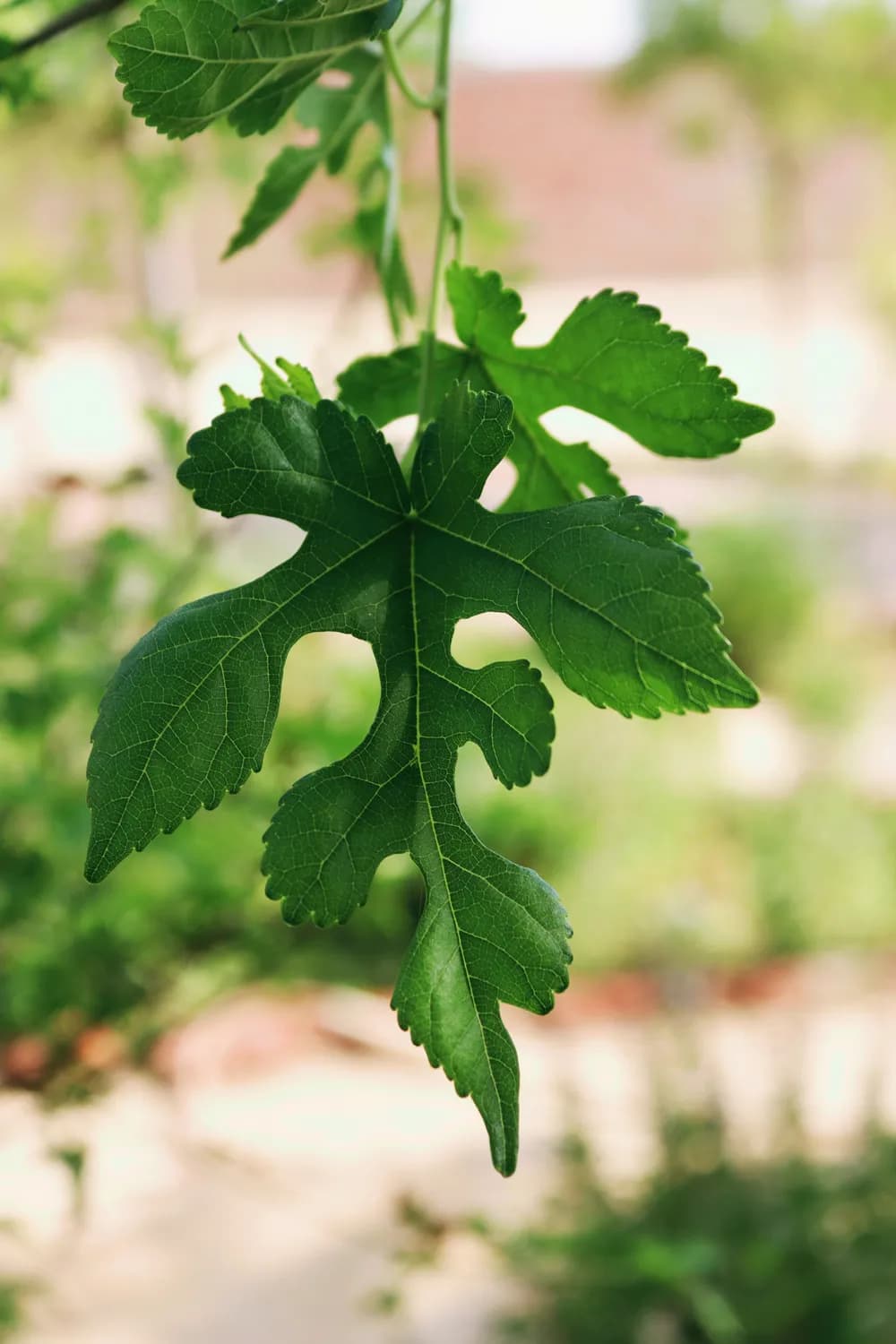夏季腹泻？儿科医生教你正确使用藿香正气水！