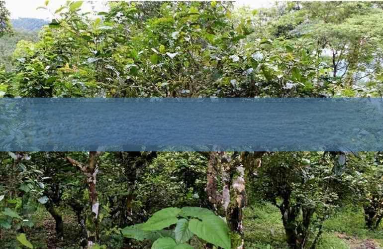 糯米香普洱茶与普洱茶：原料、口感与功效全方位对比