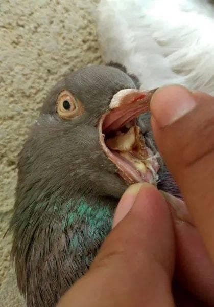 信鸽毛滴虫预防、辨别、治疗图文详解