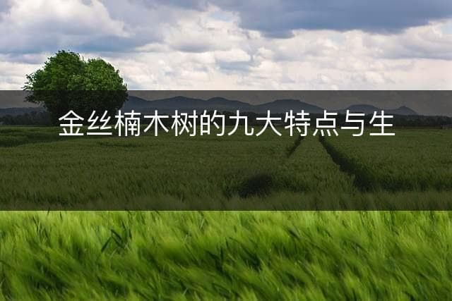 金丝楠木树的九大特点与生长环境解析