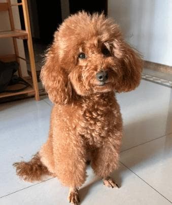 狗狗肚子胀气怎么办？教你快速识别和处理肠胃问题